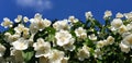 Jasmine bush with white flowers against a blue sky. Royalty Free Stock Photo
