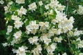 Jasmine bush with white flowers and green leaves in full blossom Royalty Free Stock Photo