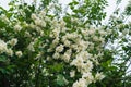 Jasmine bush with white flowers and green leaves in full blossom. Royalty Free Stock Photo