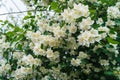 Jasmine bush with white flowers and green leaves in full blossom. Royalty Free Stock Photo