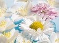 Jasmine and Daisy Flowers on Water Royalty Free Stock Photo