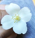 Jasmine flower, for any ad, banner