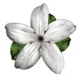 Jasmine flower bloomed Royalty Free Stock Photo