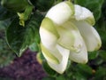 Jasmine flower blooming in the large spring garden. Splendid and romantic flower