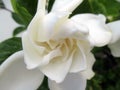 Jasmine flower blooming in the large spring garden. Splendid and romantic flower