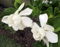 Jasmine flower blooming in the large spring garden. Splendid and romantic flower