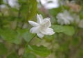 Jasmine flower with blur leaves background