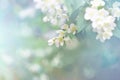 Jasmine flower, branch of beautiful jasmine flowers Royalty Free Stock Photo