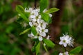 Jasmine flower branch. Close-up of jasmine flowers in a garden. Jasmine flowers blossoming on bush in sunny day. Tender jasmine fl Royalty Free Stock Photo