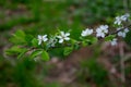 Jasmine flower branch. Close-up of jasmine flowers in a garden. Jasmine flowers blossoming on bush in sunny day. Tender jasmine fl Royalty Free Stock Photo