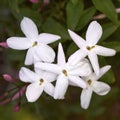 Jasmine flower bunch