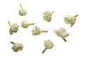 Jasmine Flower Collection Isolated Royalty Free Stock Photo