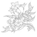 Jasmine flower digital outline illustration.