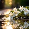 Jasmine flower drop on th ground on raining day