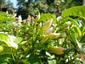 this is jasmine flower, this flower has a very fragrant aroma,