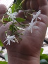 Jasmine flower fresh with nice fragrance home garden