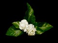 Jasmine flower and green leaf isolated on black background, Mother`s Day Emblem of Thailand