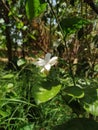 Jasmine flower green leaves Nature morning beautiful flower