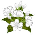 Jasmine flower illustrations Royalty Free Stock Photo