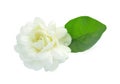 Jasmine flower isolated on white background Royalty Free Stock Photo