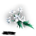 Jasmine Flower isolated. Deciduous or evergreen Royalty Free Stock Photo
