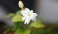 Jasmine flower Royalty Free Stock Photo