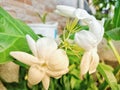 Jasmine flower, Jasminum officinale Royalty Free Stock Photo