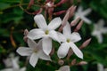 Jasmine flower Jasminum officinale blooming