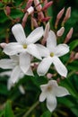 Jasmine flower Jasminum officinale blooming