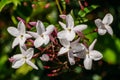 Jasmine flower Jasminum officinale