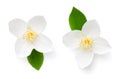 Jasmine Flower With Leaf Isolated On White Royalty Free Stock Photo