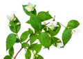 Jasmine flower with leaves on branch isolated Royalty Free Stock Photo