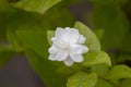 The Beautiful Jasmine - Mogra - Motia Wedding Flower Photograph with Green Leaves Background