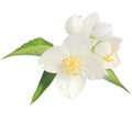 Jasmine flower mock orange blossom macro closeup isolated, Philadelphus coronarius L. lewisii native wildflowers shrub, raindrops Royalty Free Stock Photo