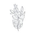 Jasmine Flower Monochrome Drawing For Coloring Book