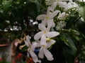 jasmine flower Royalty Free Stock Photo