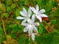 A jasmine flower on plant Royalty Free Stock Photo
