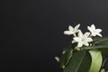Jasmine flower plant with green leaf on black background Royalty Free Stock Photo