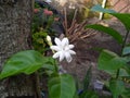 jasmine flower plant that has bloomed and thrives in the garden Royalty Free Stock Photo