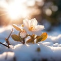 Jasmine flower in the snow, winter time Royalty Free Stock Photo