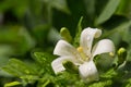 Jasmine flower with spring dew drops. Royalty Free Stock Photo