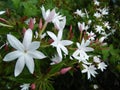 jasmine flower of sri lanka
