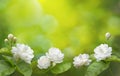 Jasmine flower symbol of Mother`s day in thailand