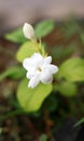 Jasmine flower Royalty Free Stock Photo