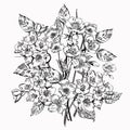 Jasmine flower. Vintage elegant flowers. Black and white vector illustration. Botany.