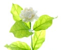Jasmine flower on white background. Royalty Free Stock Photo