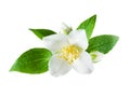 Jasmine flower on white background Royalty Free Stock Photo