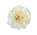 Jasmine flower on white background. Royalty Free Stock Photo