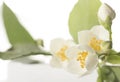 Jasmine flower on the white background,select focus Royalty Free Stock Photo