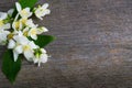 Jasmine flower on wooden table. Greeting card.